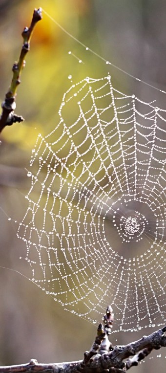 spiders-web-2