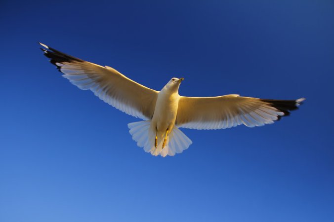 white_bird_soaring.jpg