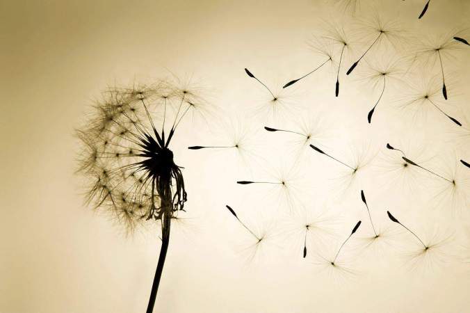 dandelionblow